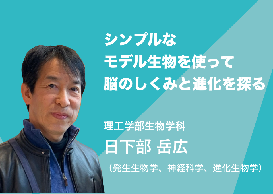 シンプルなモデル生物を使って脳のしくみと進化を探る。理工学部生物学科 日下部 岳広(発生生物学、神経科学、進化生物学)