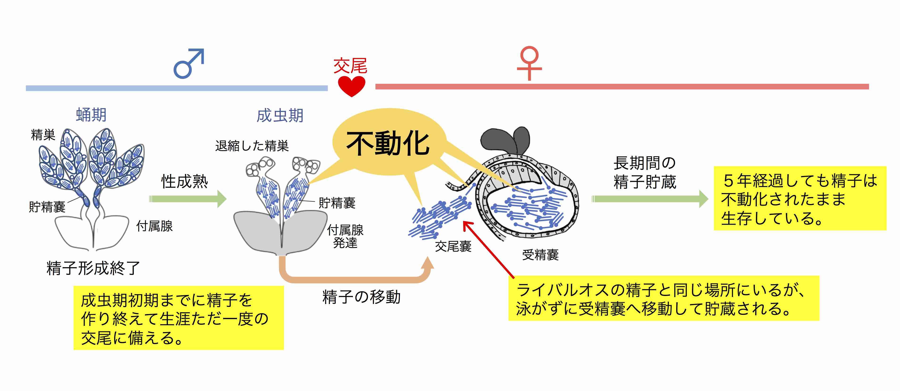 精子 を 作る