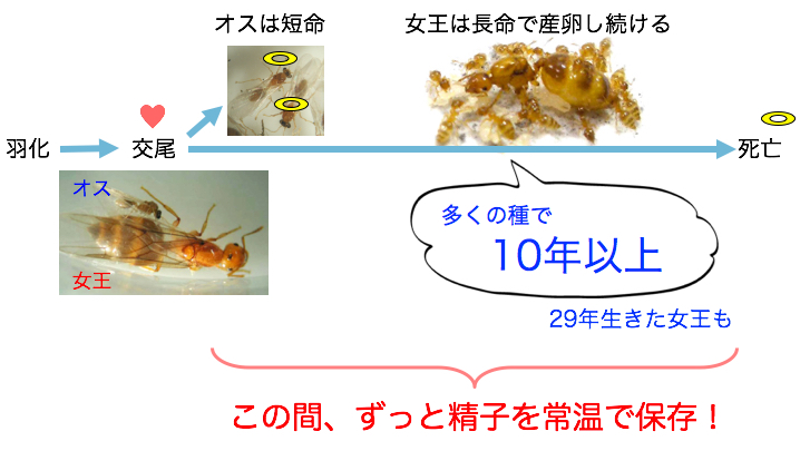 女王アリの精子貯蔵メカニズム 甲南大学細胞学研究室